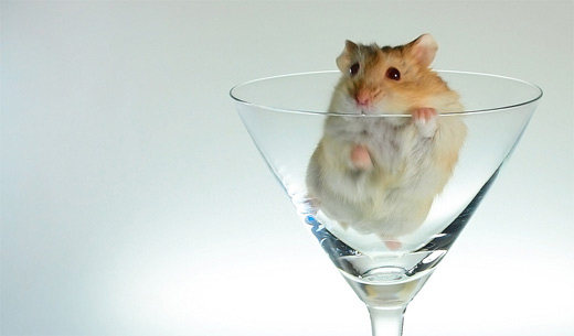 Goblet hamster picture photos photography