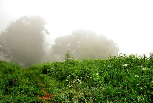 Bright Foggy Path