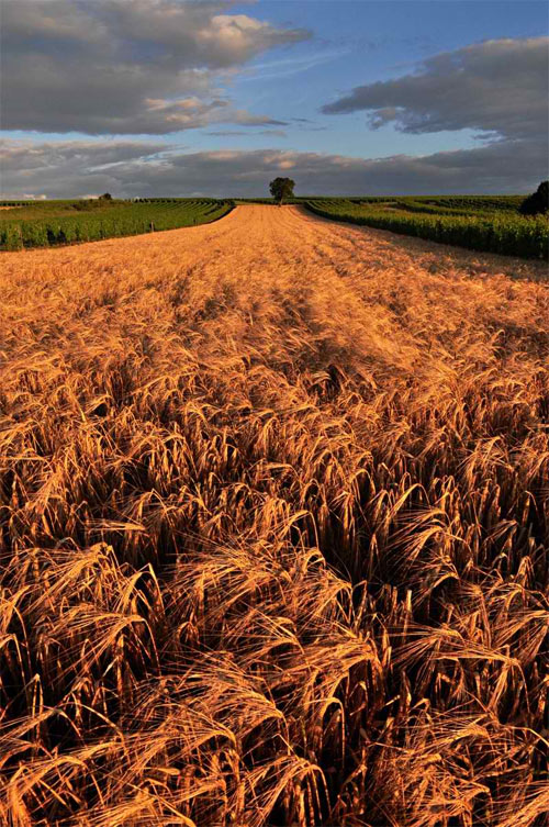 cornfield