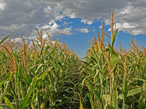 Cornfield