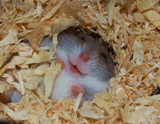 Smiling hamster picture photos photography