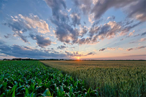 Cornfield