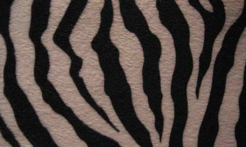Zebra Part One