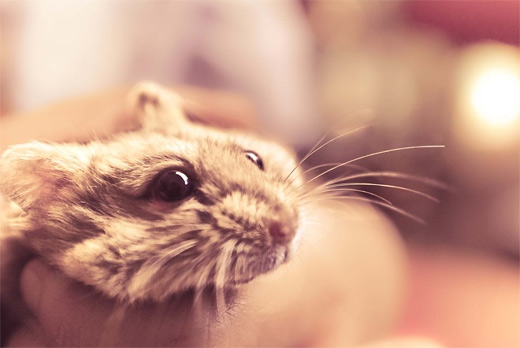 Nostalgic hamster picture photos photography