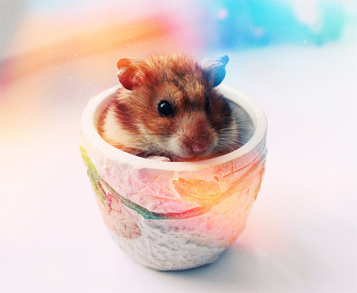 Cup dreamy hamster picture photos photography