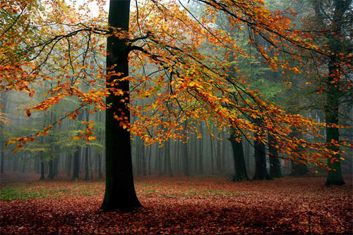 Foggy Forest