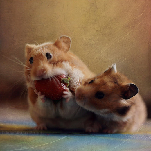 Eating strawberry hamster picture photos photography