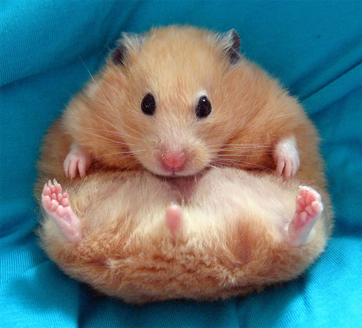Fat brown hamster picture photos photography