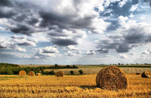 cornfield