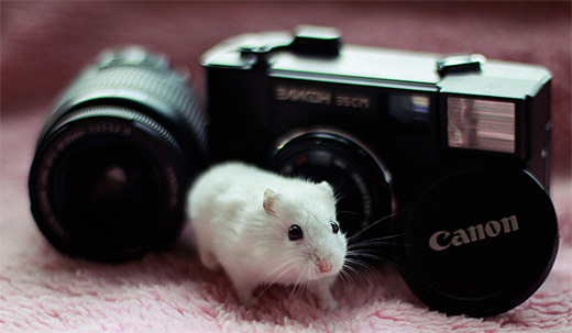 Camera white hamster picture photos photography