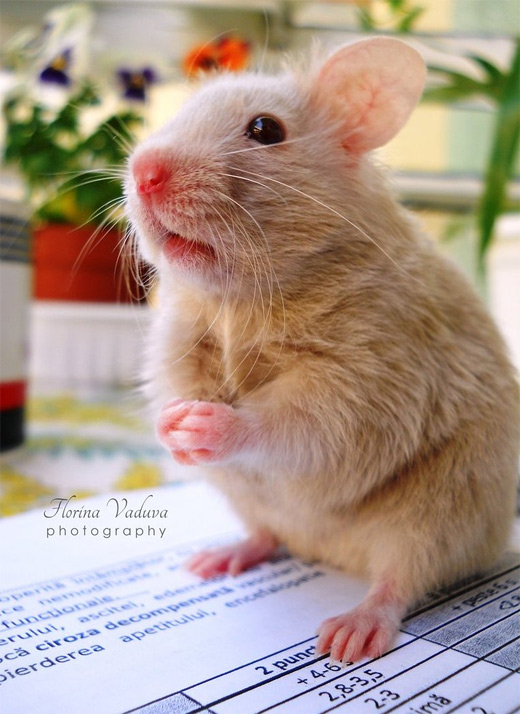 Adorable hamster picture photos photography