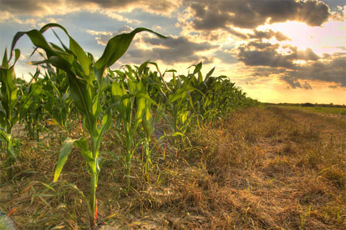 Cornfield