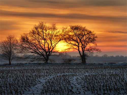 Harvested cornfield at sunset