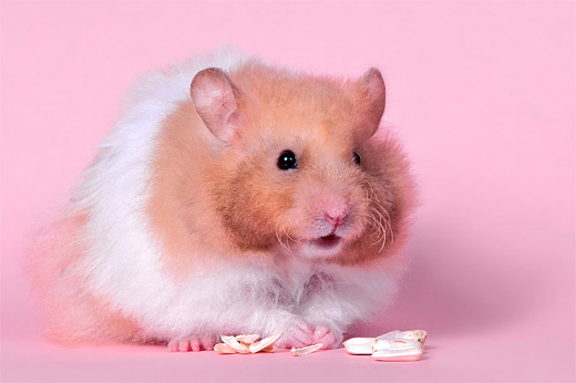 Cute pink hamster picture photos photography