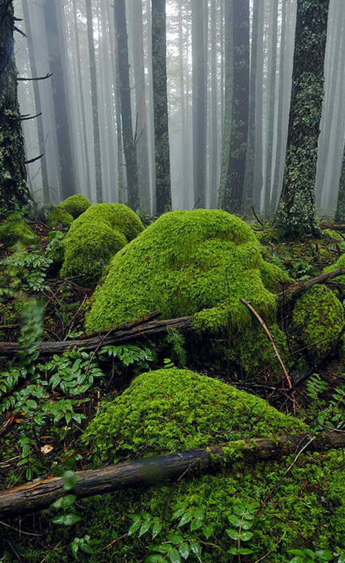 Mossy Foggy Forest