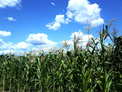 cornfield