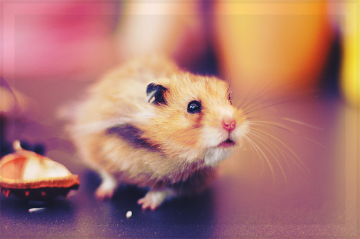 Cute brown hamster picture photos photography