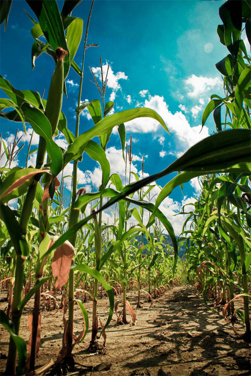 cornfield II