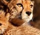 30 Amazing Cheetah Pictures for your Inspiration