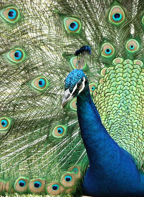 Peacock