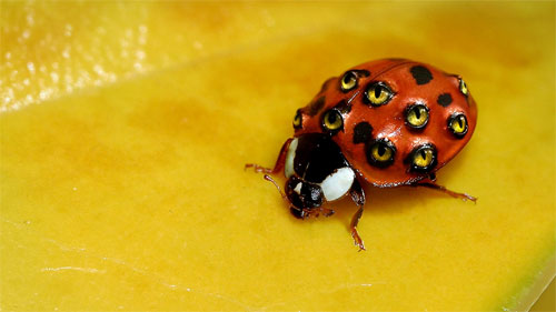 Weird ladybug wallpapers wallpaper