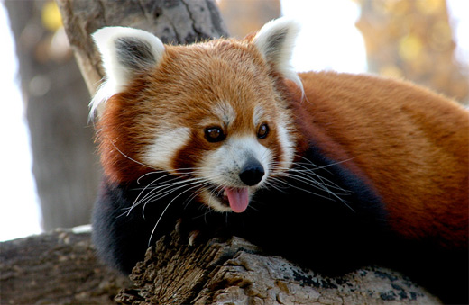 Tongue out red panda photography
