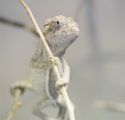 White chameleon photography