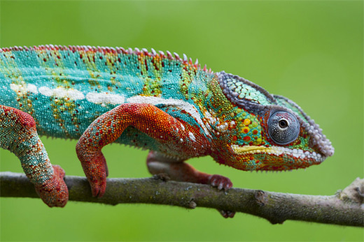 Blue green chameleon photography