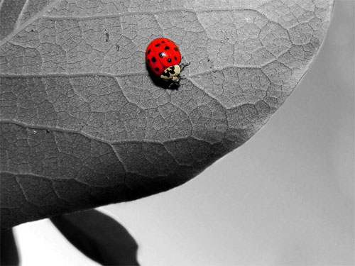 Ladybug on leaf wallpapers