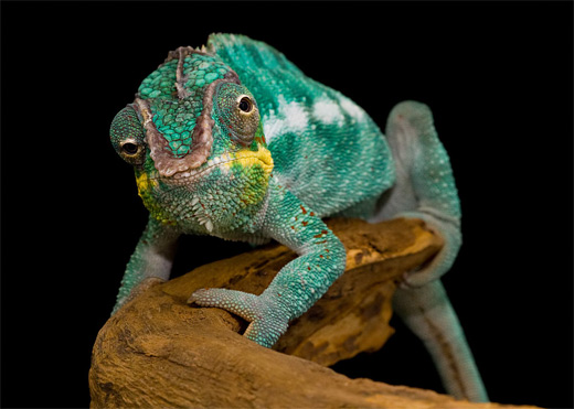 Cute chameleon photography