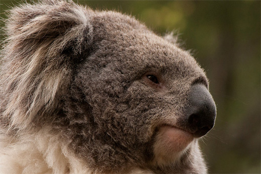 Cute face close up koala photography