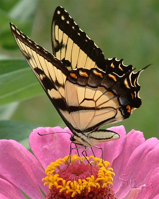 Light brown pink flower butterfly photography
