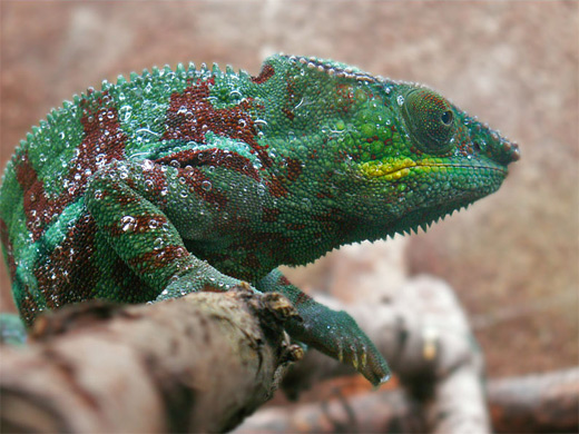 Green red chameleon photography