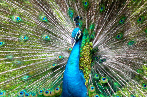 Peacock