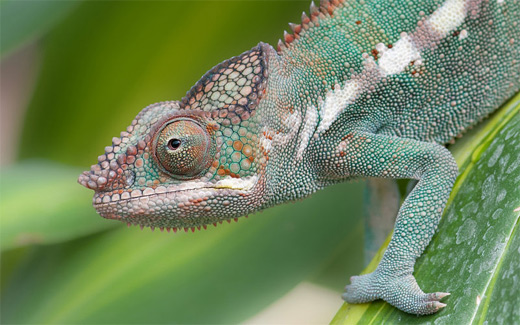 Green red chameleon photography