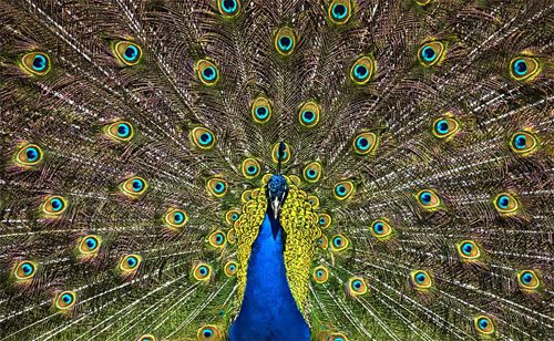 Peacock