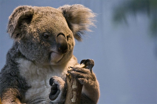 Bored sad grumpy koala photography