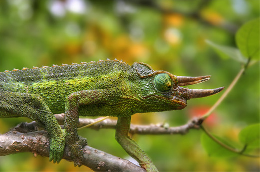 Green red chameleon photography