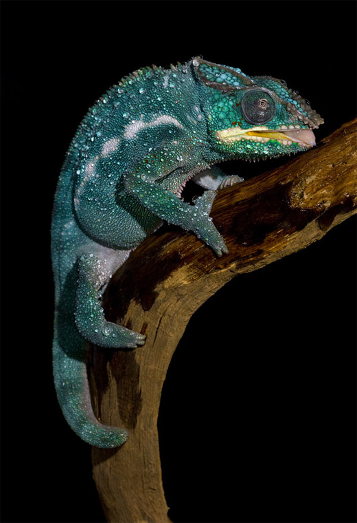 Blue drinking chameleon photography