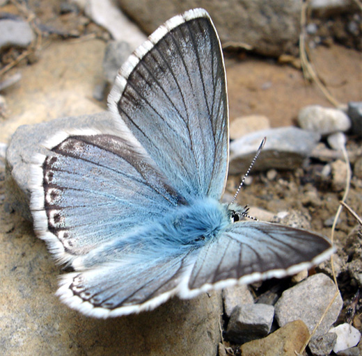 Blue gray butterfly photography