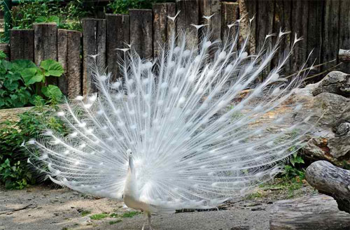 Albino Peacock