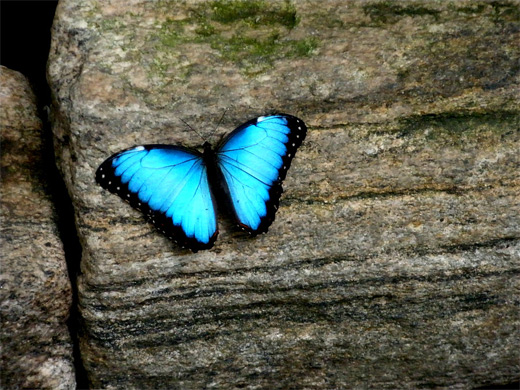 Neon blue glowing butterfly photography