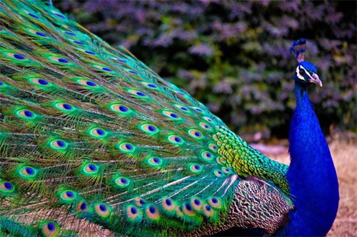 Peacock