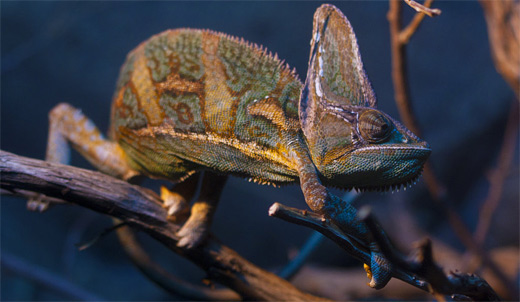 Veiled chameleon photography