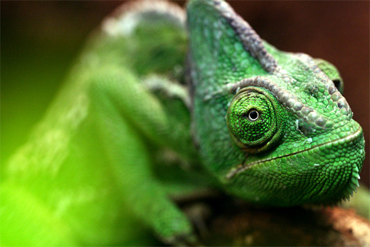 Close up green chameleon photography