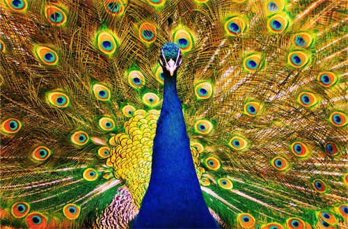 Peacock