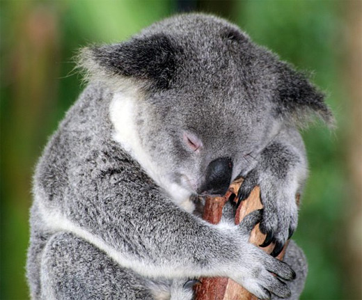 Sleeping branch tree koala photography