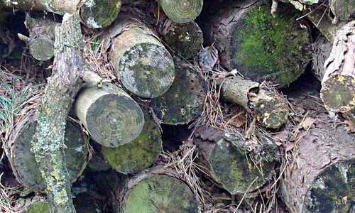 Logs texture