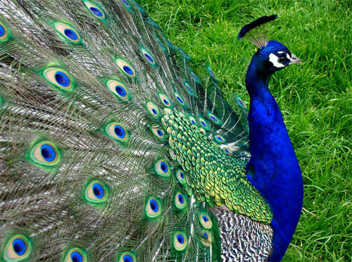 pretty peacock