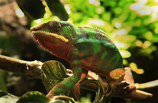 Green red stripe chameleon photography